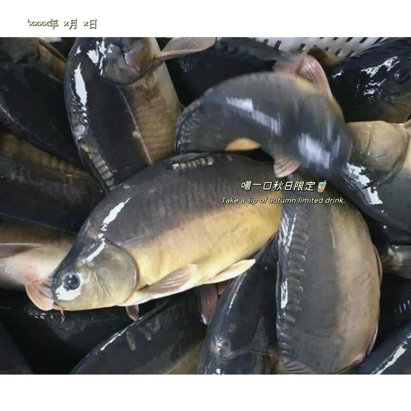 新鲜直达，味出自然——合隆政府对面“大航水产品”真实体验