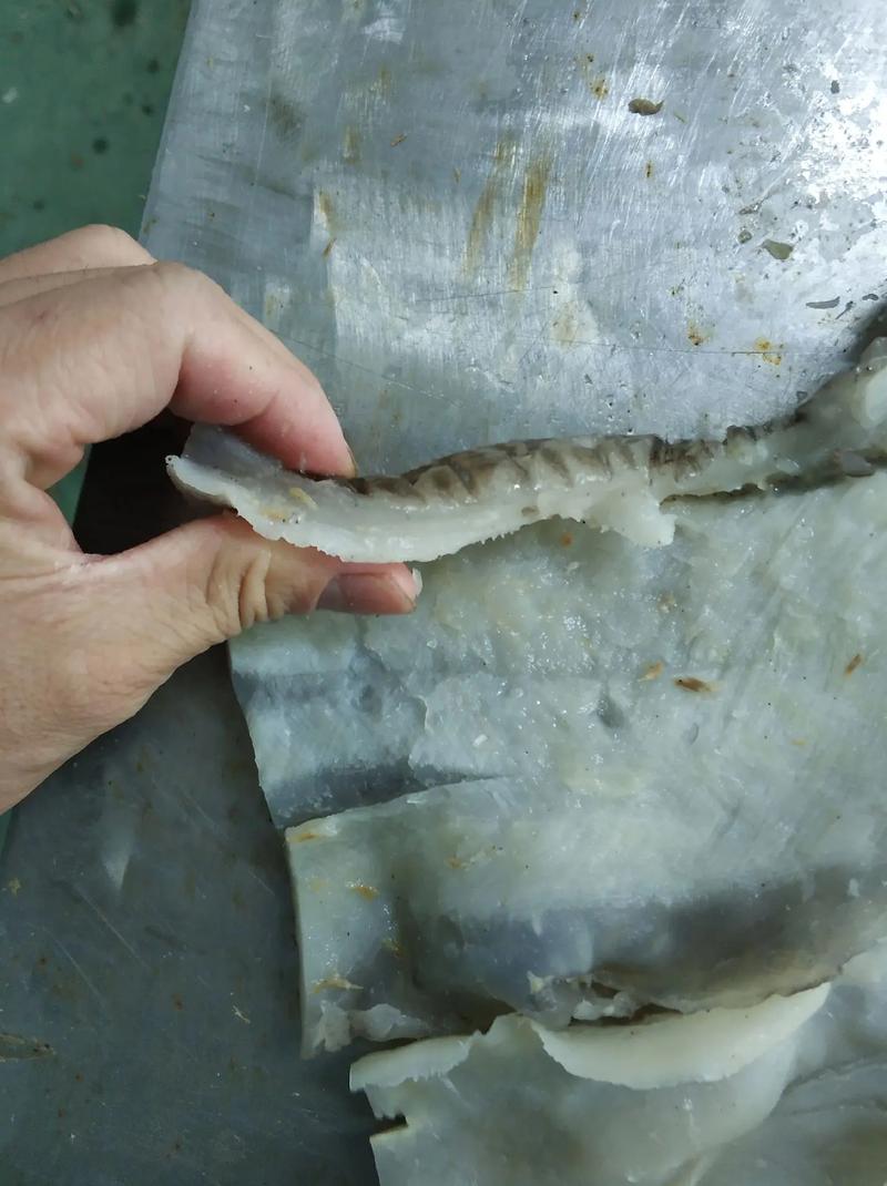 高端宴席食材预制菜 花胶、带子肉、海参、螺片、螺头演绎水产品新篇章