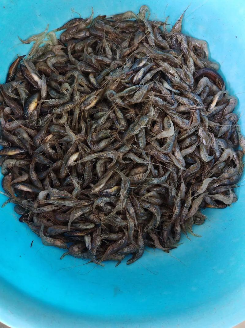 探寻大航水产品 新鲜鱼背后的品质故事