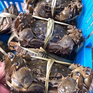 宜兴大闸蟹 水产品中的珍馐佳肴
