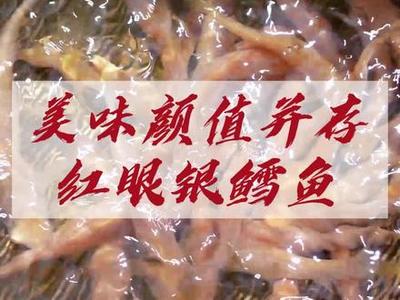 红眼银鳕鱼 海洋中的珍稀馈赠
