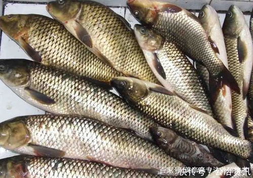 养殖草鱼时鱼苗处理全攻略 从入池到健苗的实战指南