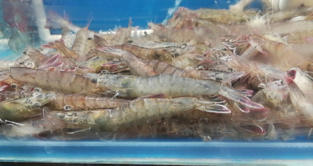 北京闪送新品│鲜活海白虾，孕妇安心之选，500g新鲜直达